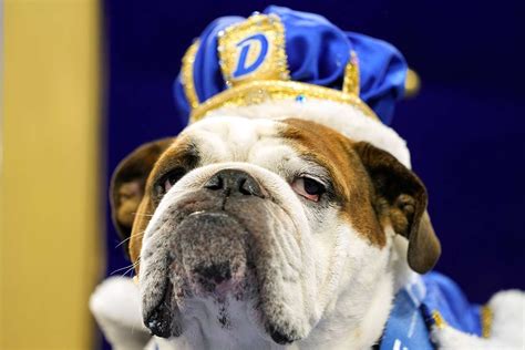 drake university beautiful bulldog contest